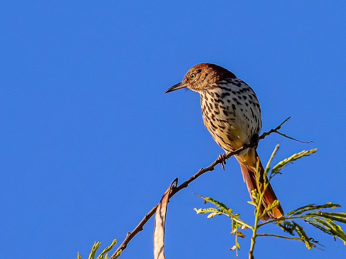 Brown Thrasher - ML615179515