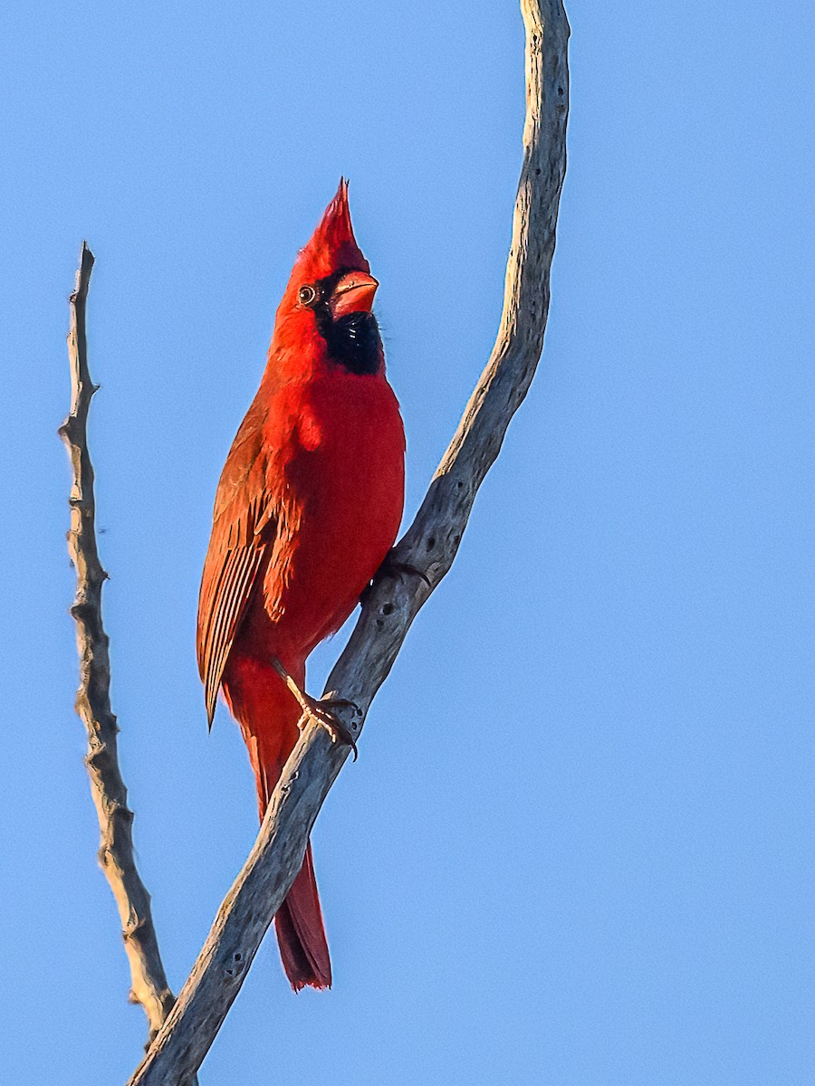 Northern Cardinal - ML615179535