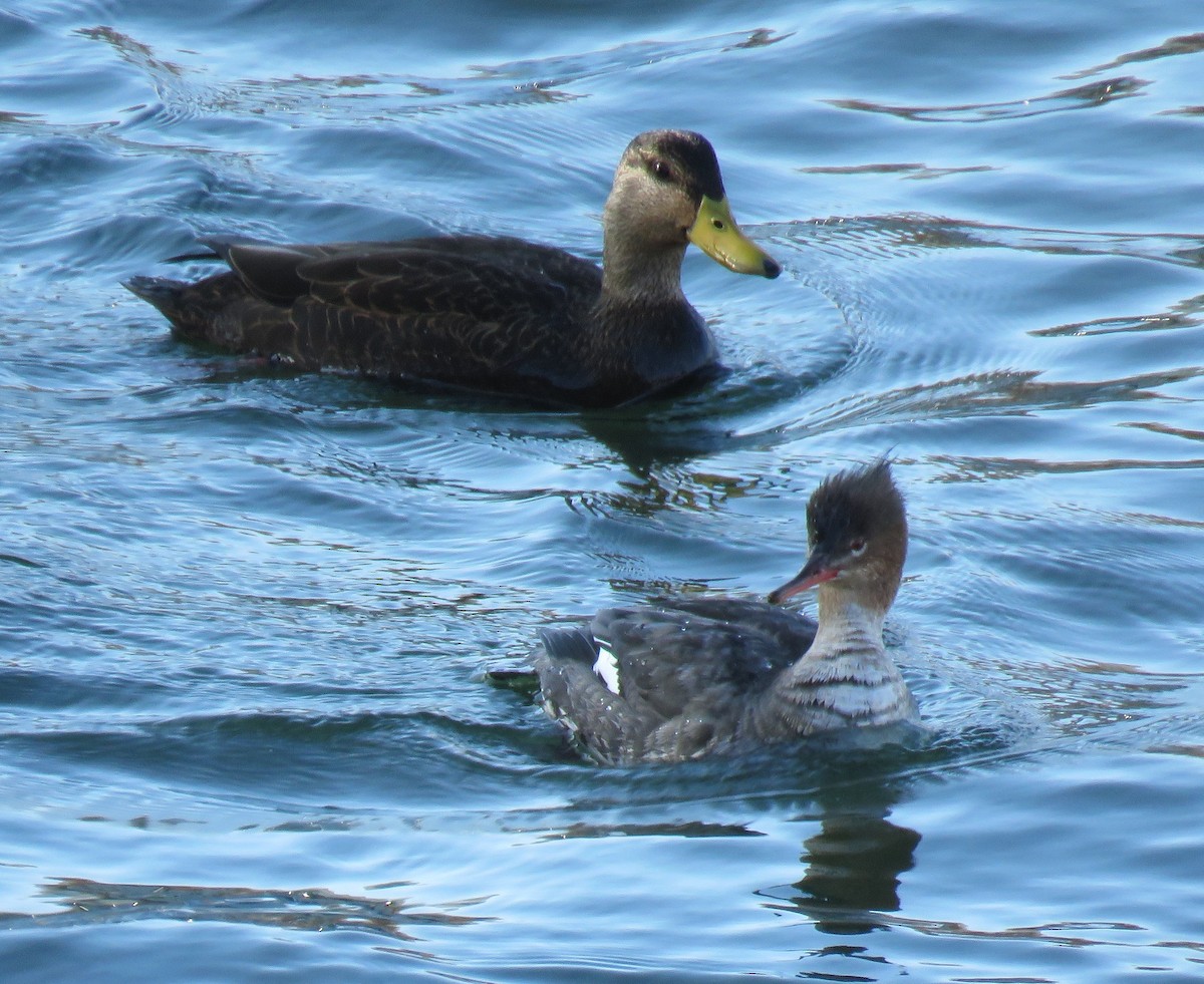 Red-breasted Merganser - Anonymous