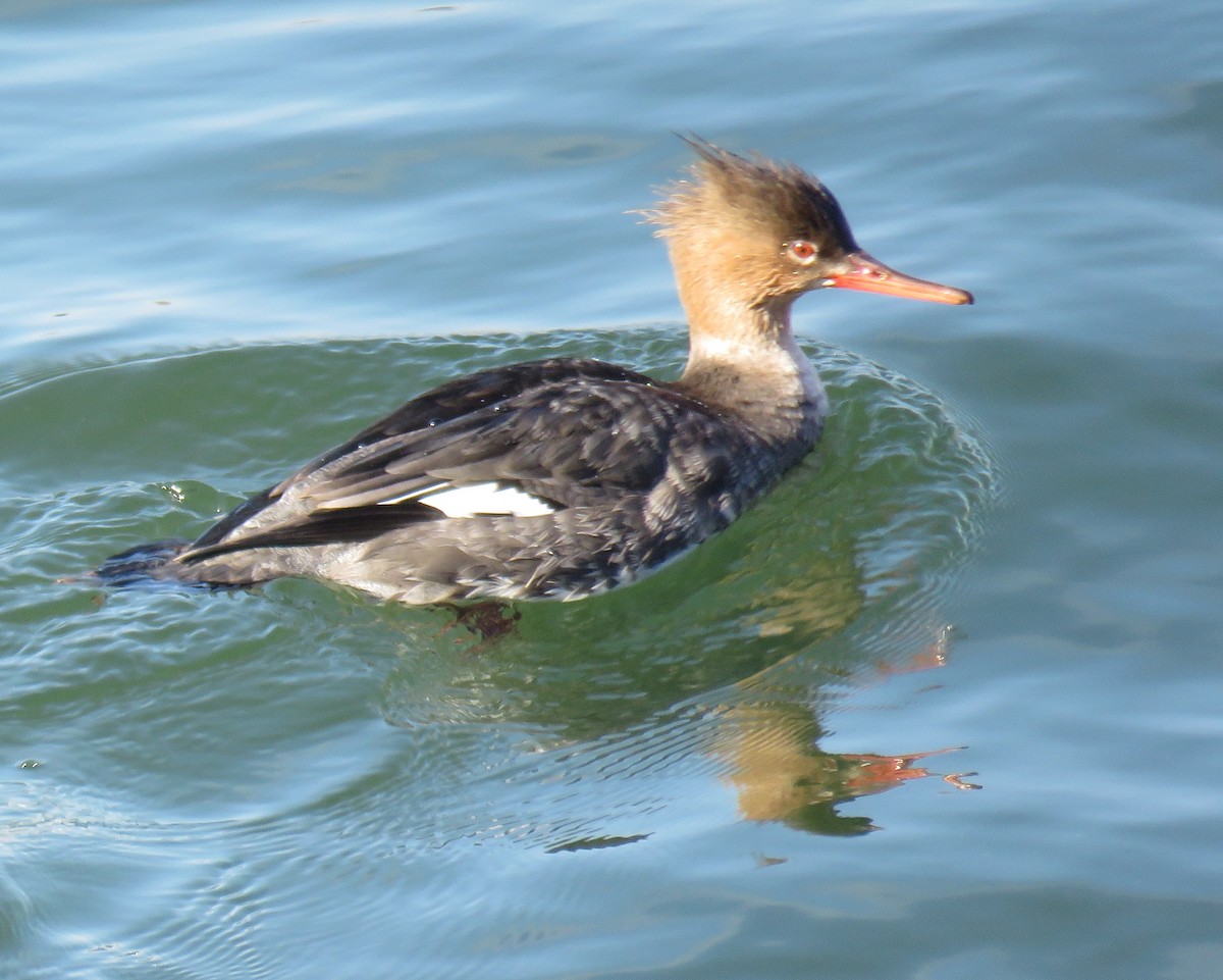 Red-breasted Merganser - ML615179546