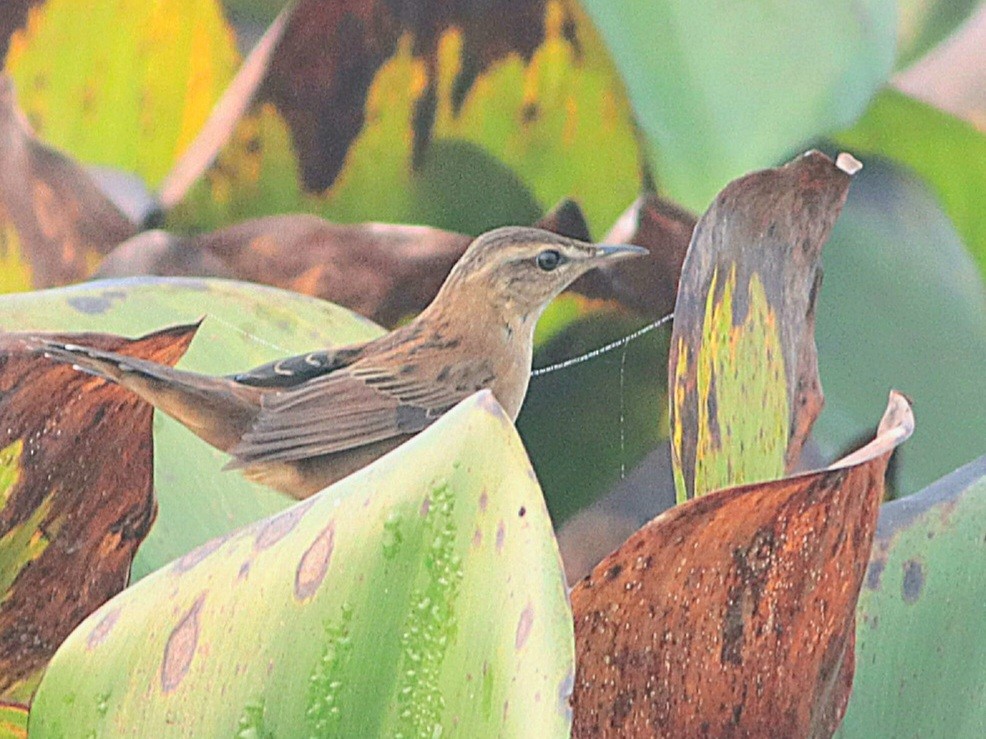 Pallas's Grasshopper Warbler - ML615179568