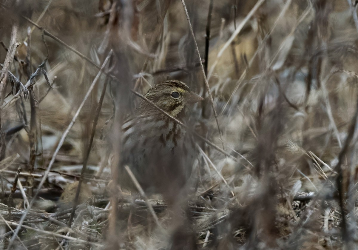 Savannah Sparrow - ML615179604