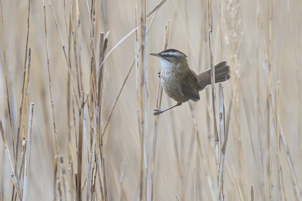 Moustached Warbler - Sébastien Roques