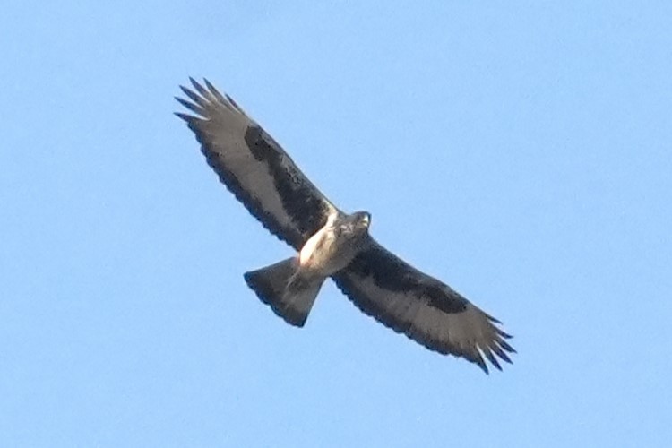 African Hawk-Eagle - ML615179643