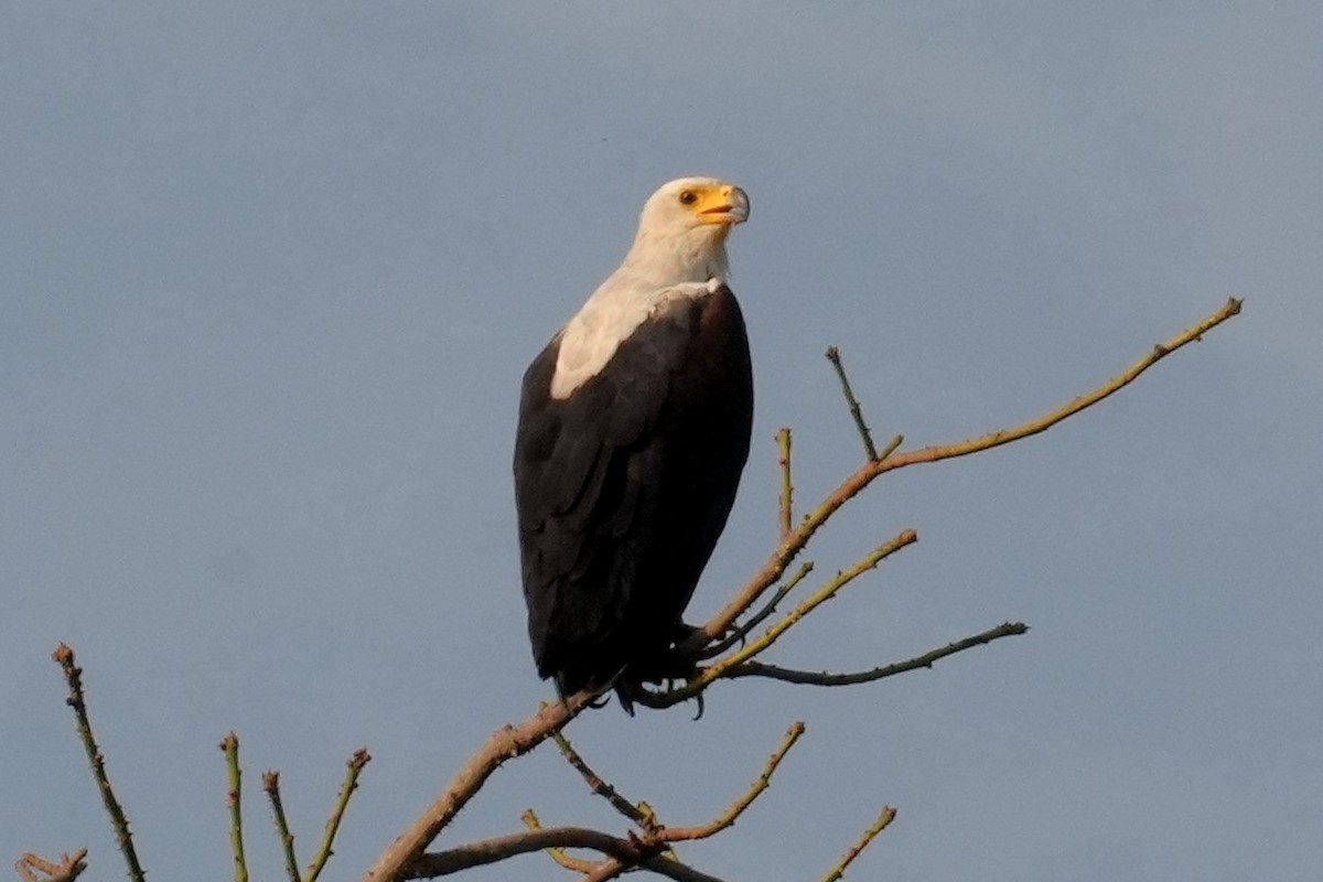 African Fish-Eagle - ML615179675