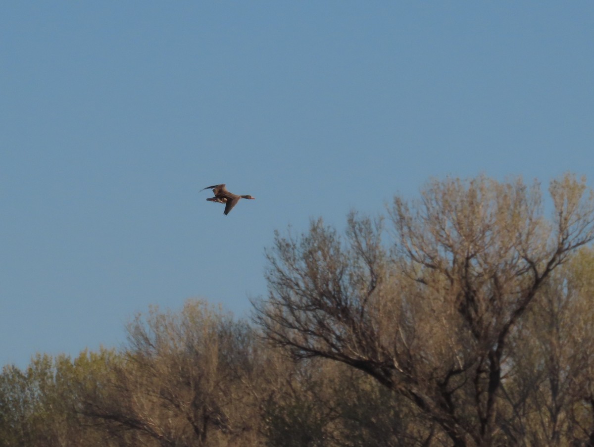 Greater White-fronted Goose - ML615179696