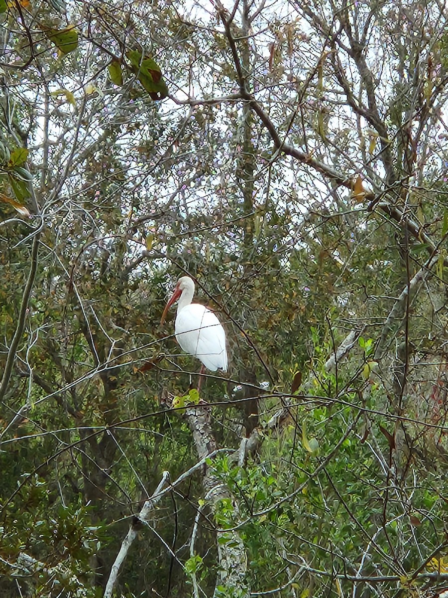 ibis bílý - ML615179702