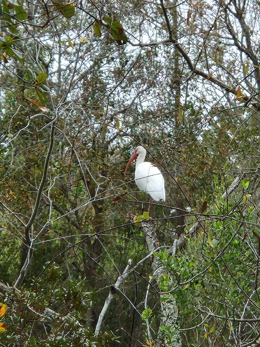 ibis bílý - ML615179703