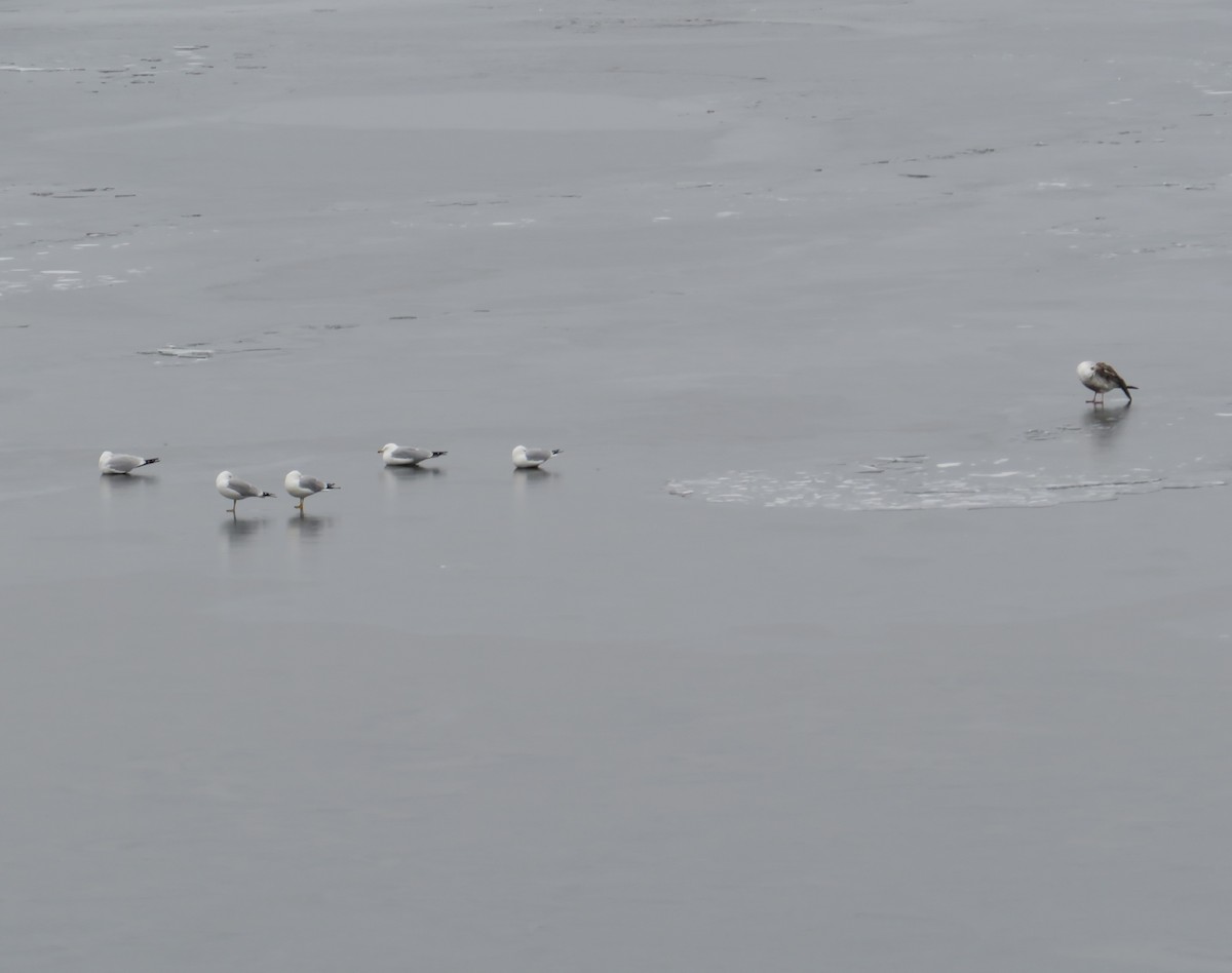 Ring-billed Gull - ML615179705