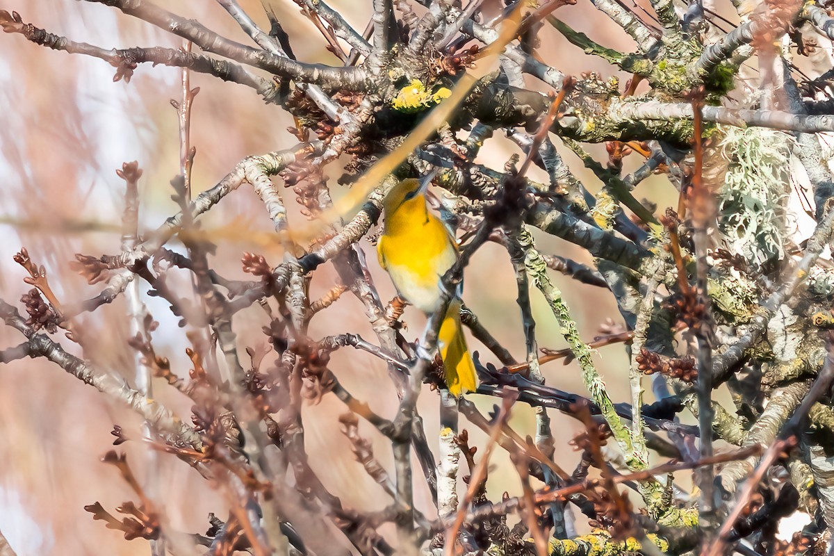 Oriole de Bullock - ML615179710