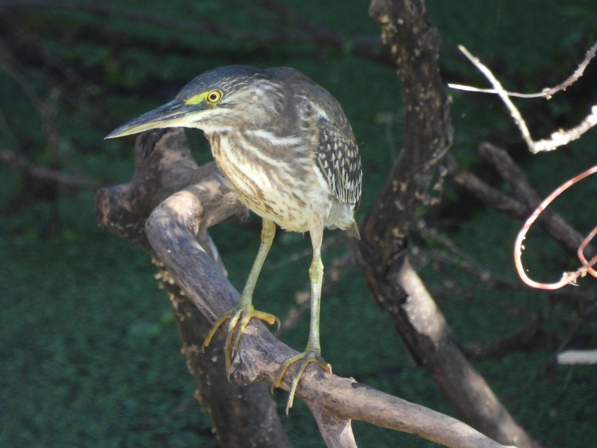 Striated Heron - ML615179722