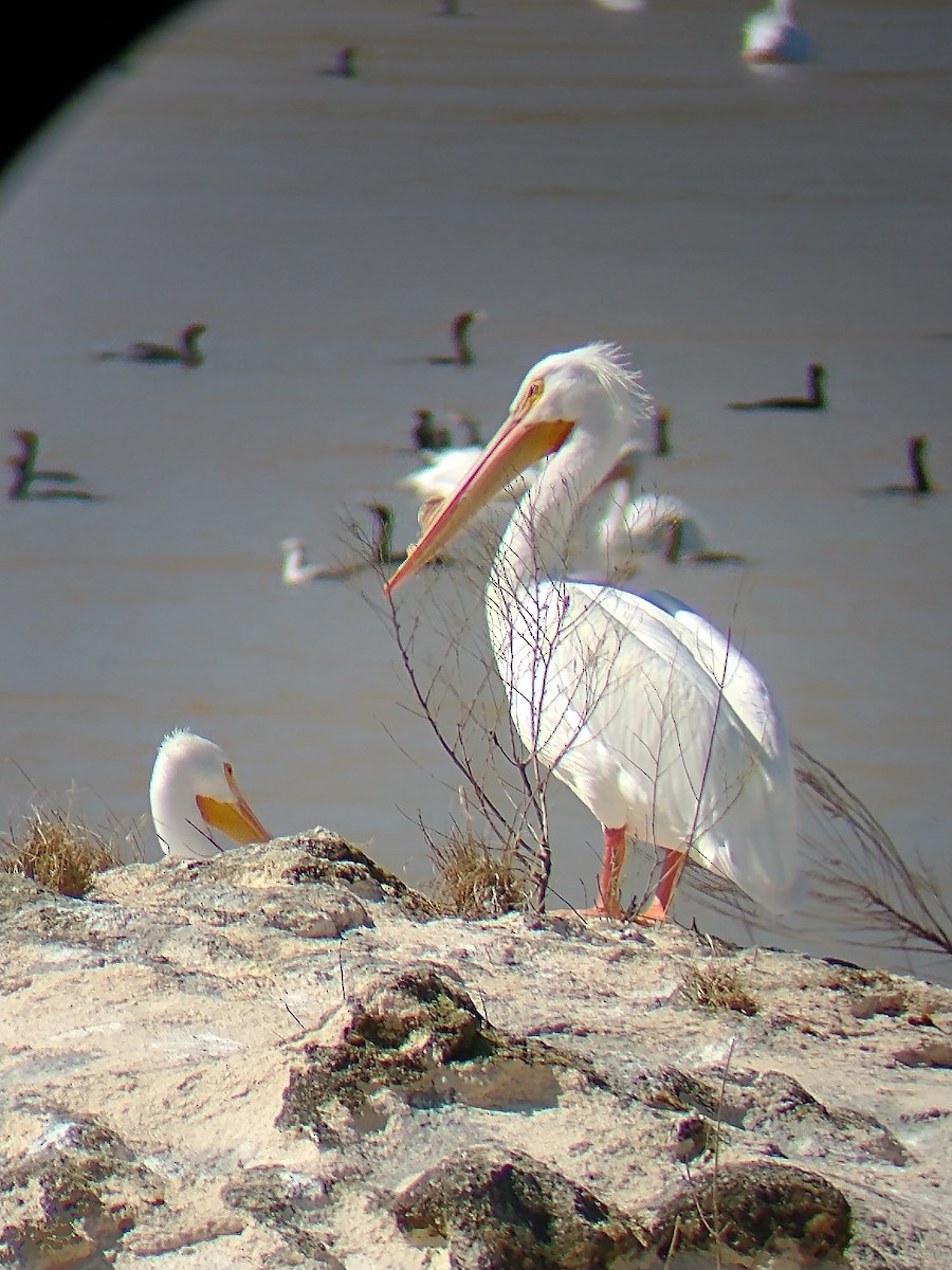 pelikán severoamerický - ML615179724