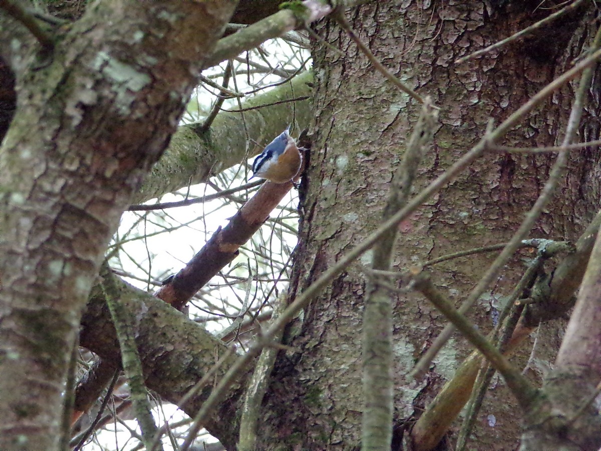 Red-breasted Nuthatch - ML615179794