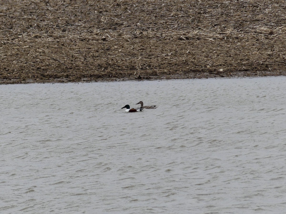 Northern Shoveler - ML615179818