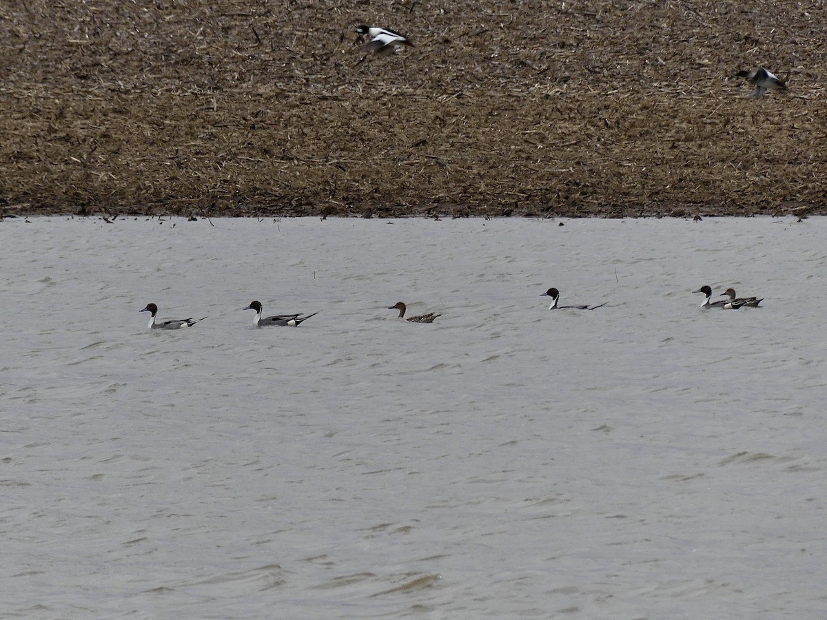 Northern Pintail - ML615179820