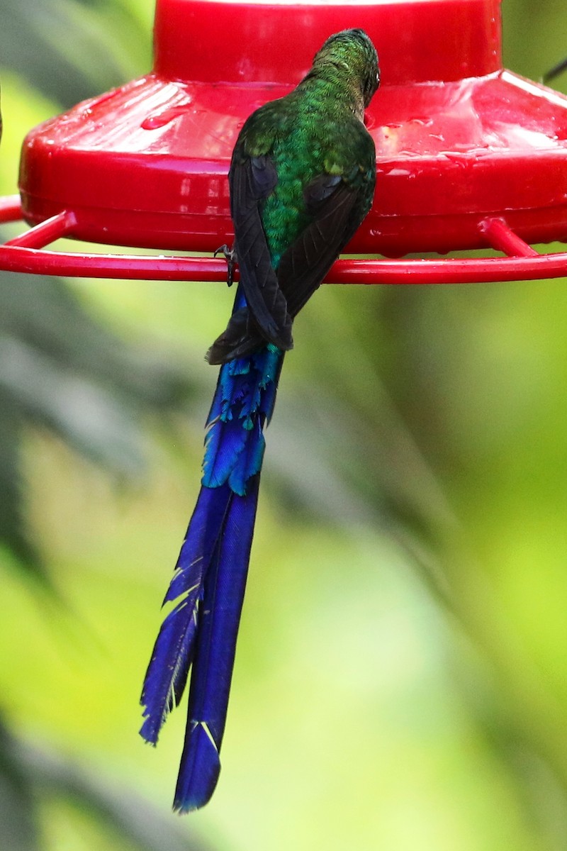 Violet-tailed Sylph - ML615179821