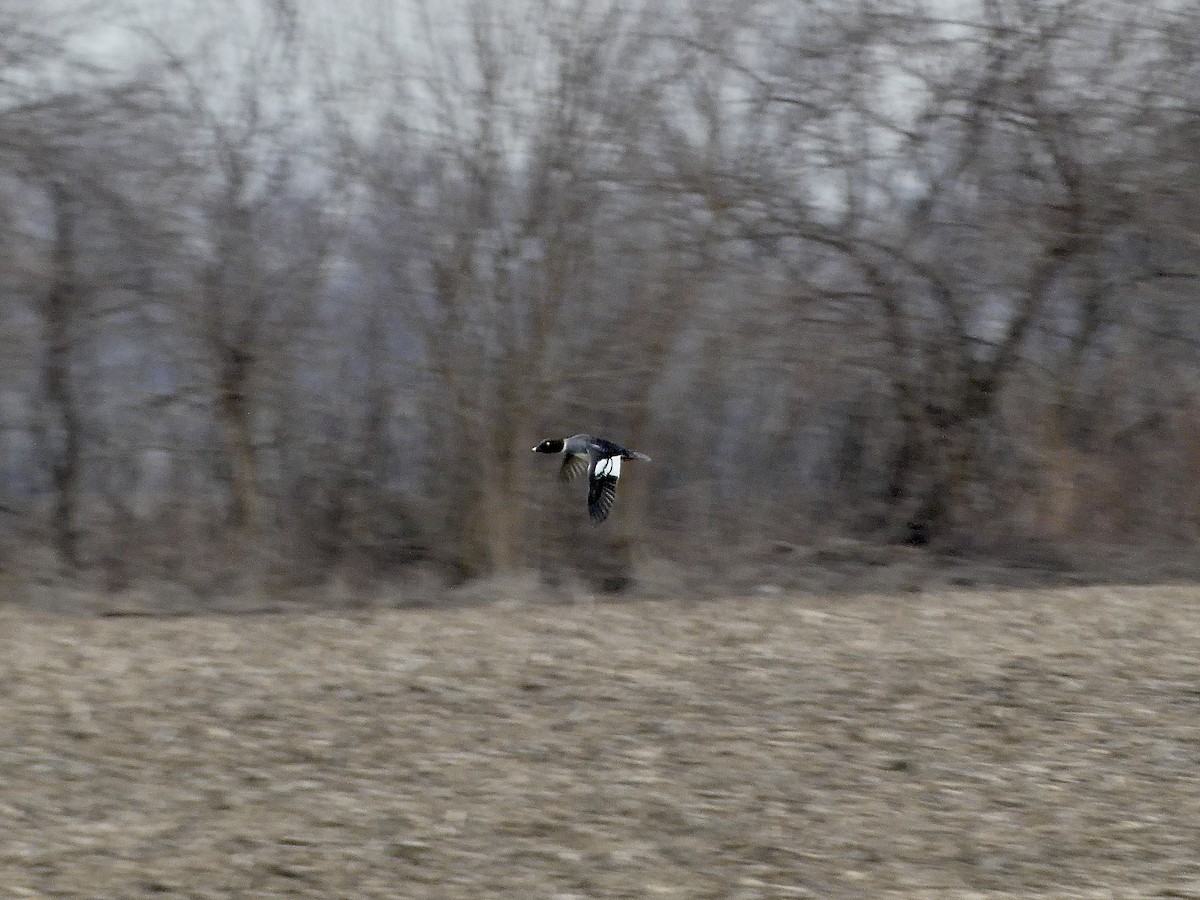 Common Goldeneye - ML615179829