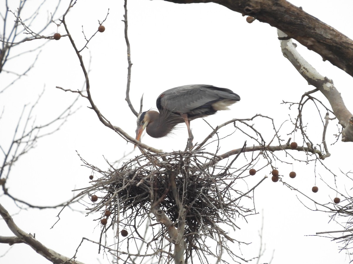 Great Blue Heron - Fannie Courtier