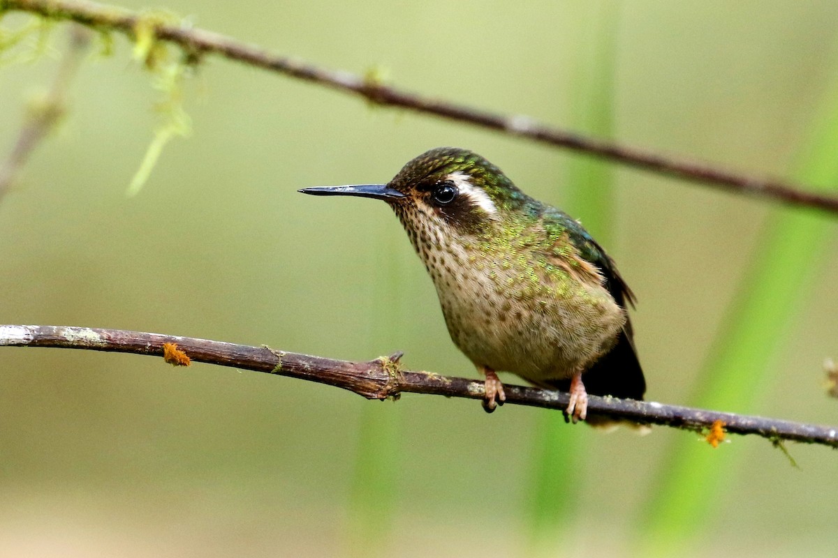 Speckled Hummingbird - Maurice Raymond