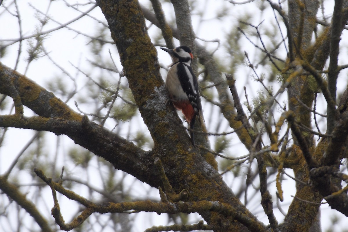 Great Spotted Woodpecker - ML615179854