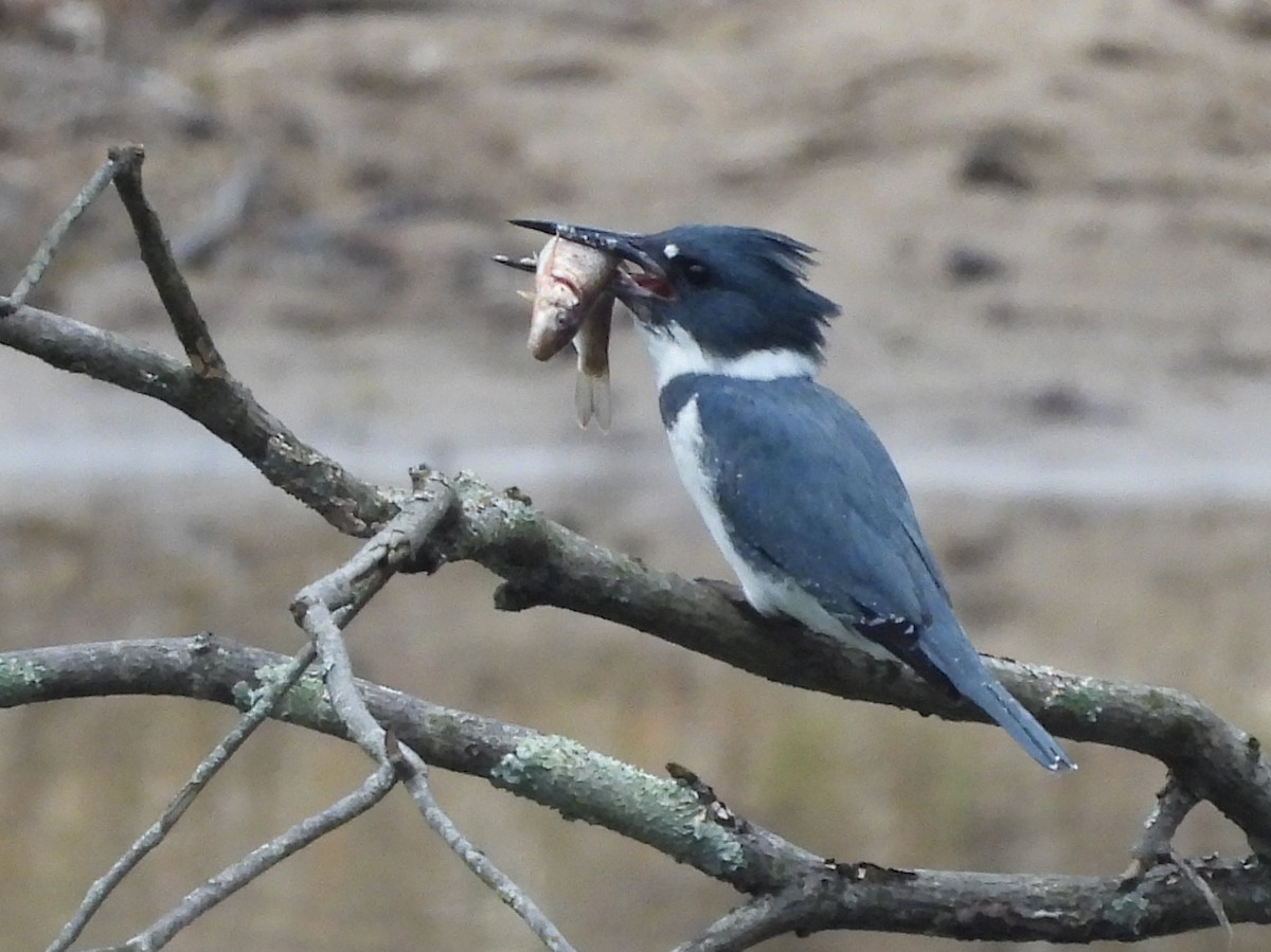 Belted Kingfisher - ML615179868