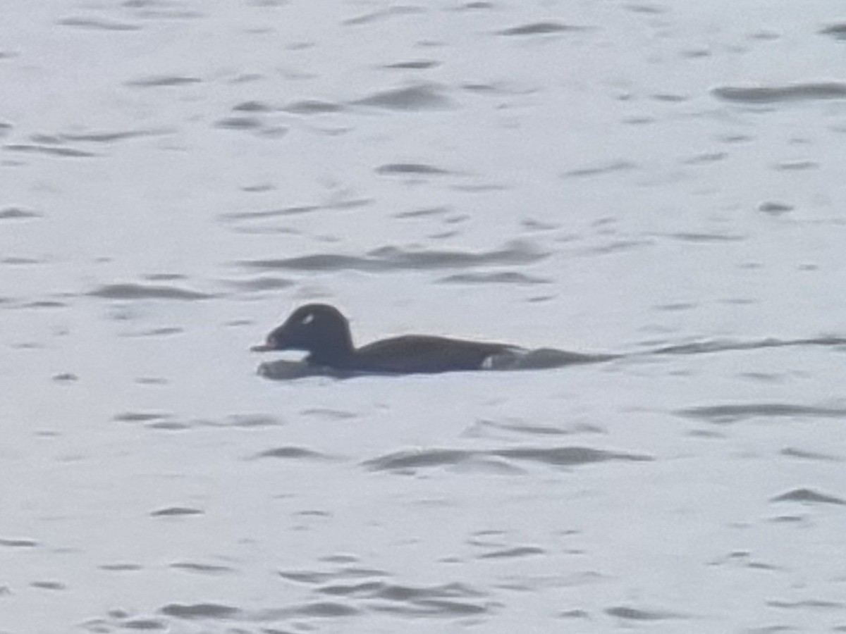 White-winged Scoter - ML615179879