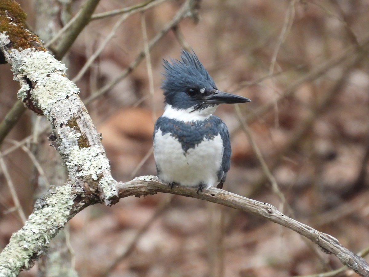 Belted Kingfisher - ML615179882
