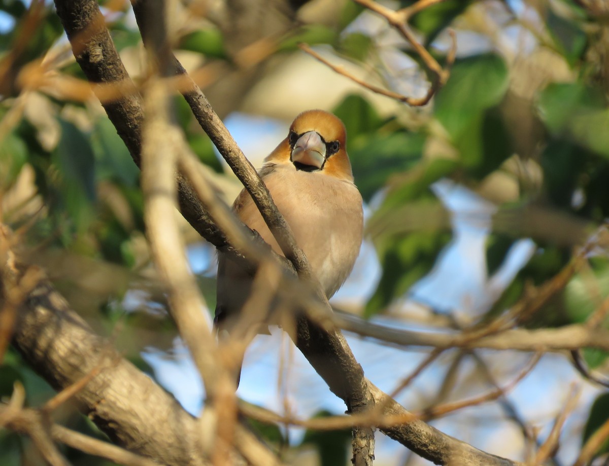 Hawfinch - ML615180000