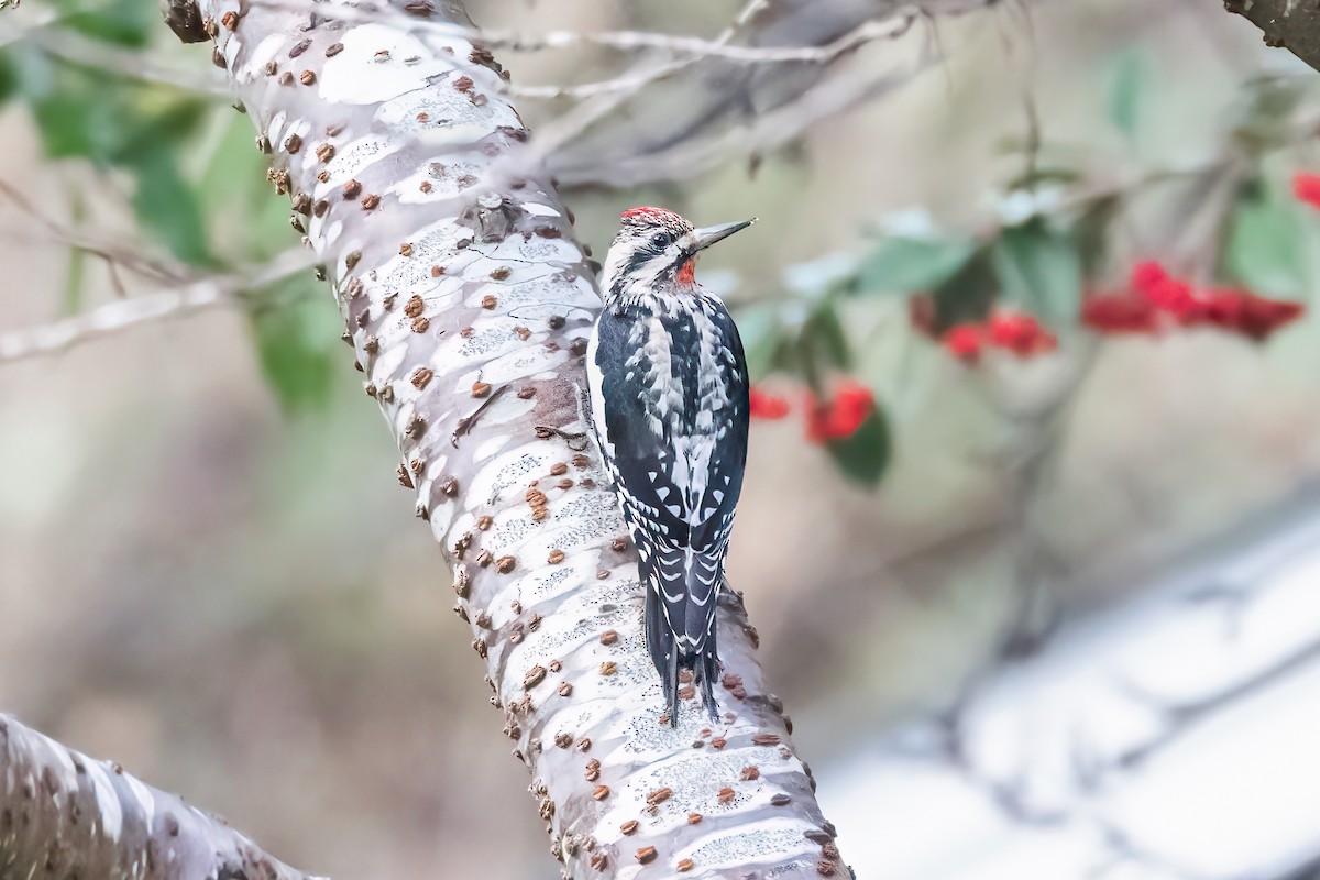 Yellow-bellied Sapsucker - ML615180043