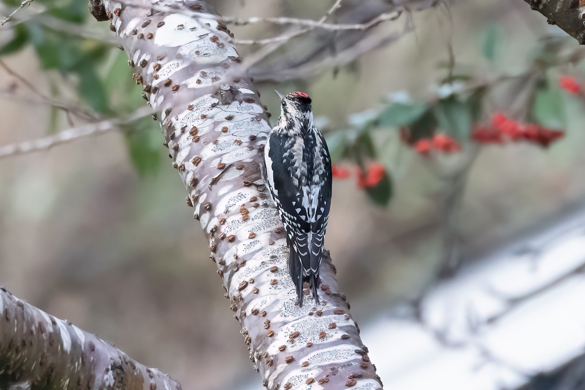 Yellow-bellied Sapsucker - ML615180046