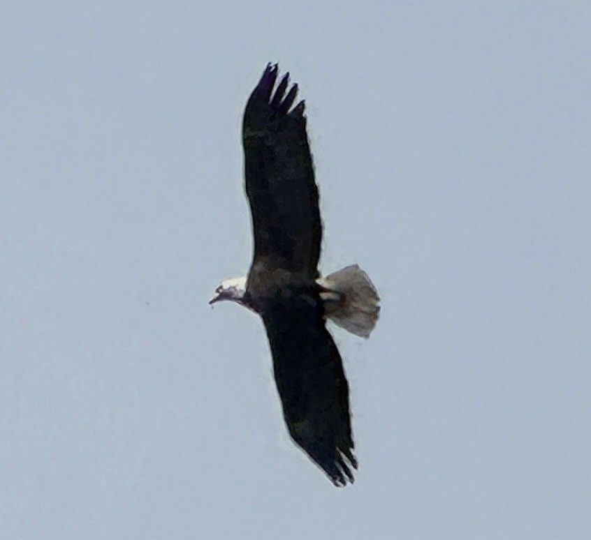 Bald Eagle - Tom Skipper