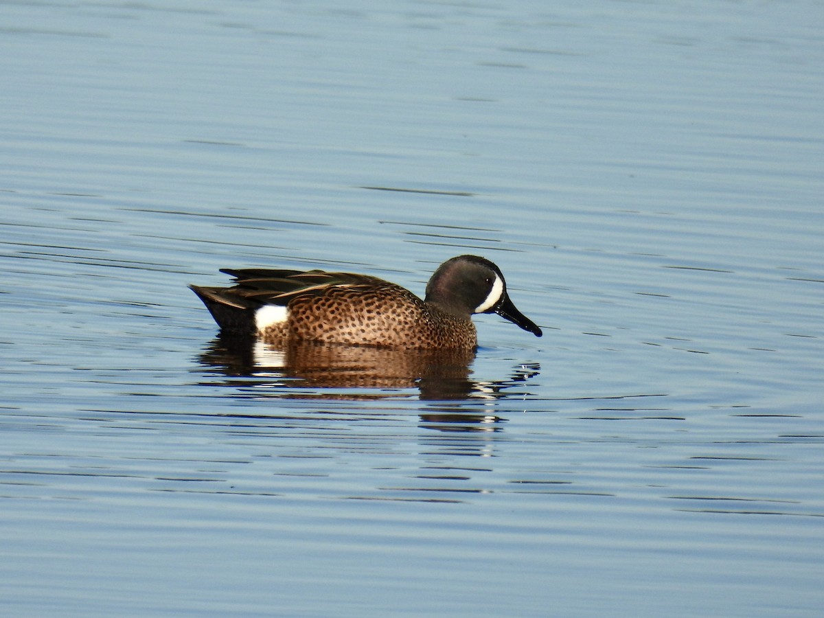 Blue-winged Teal - ML615180260