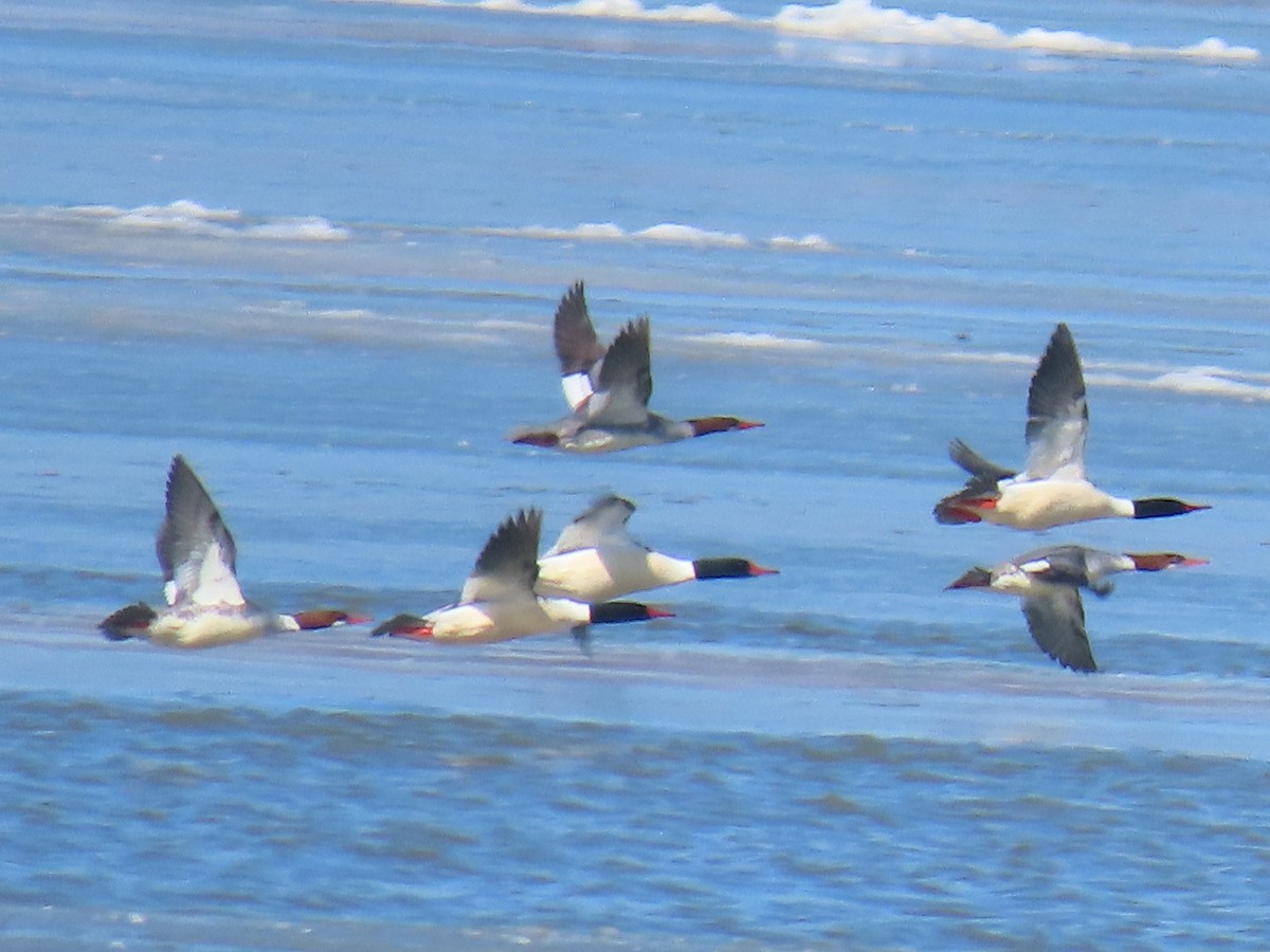 Common Merganser (North American) - ML615180292