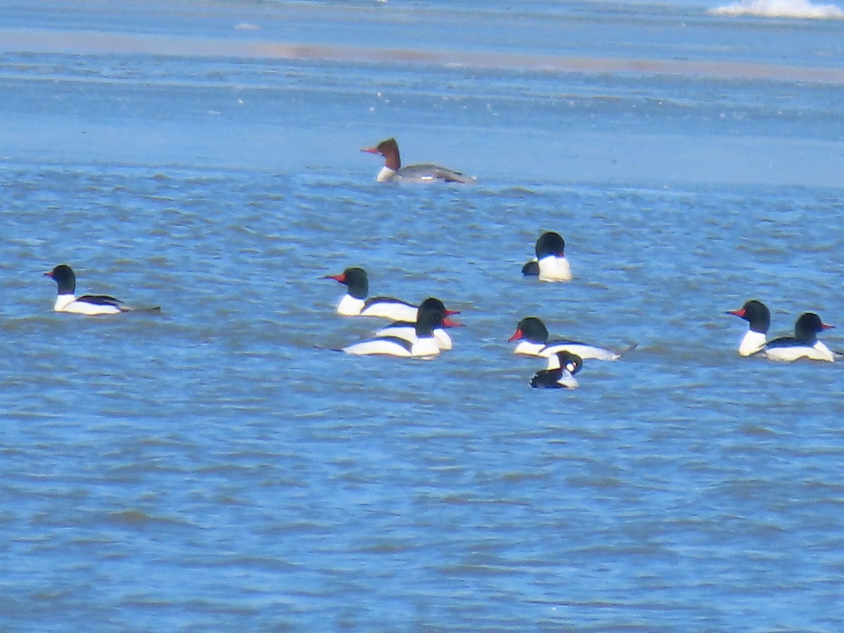 Common Merganser (North American) - ML615180294