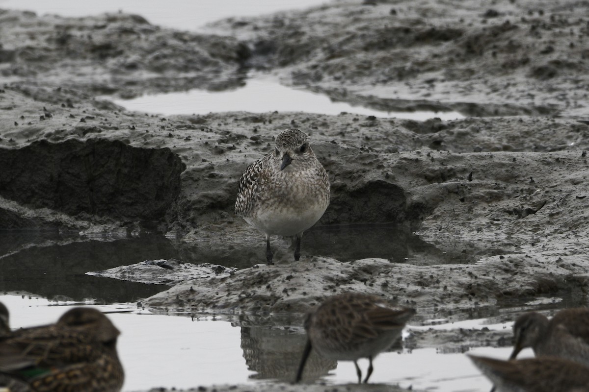 Black-bellied Plover - ML615180300