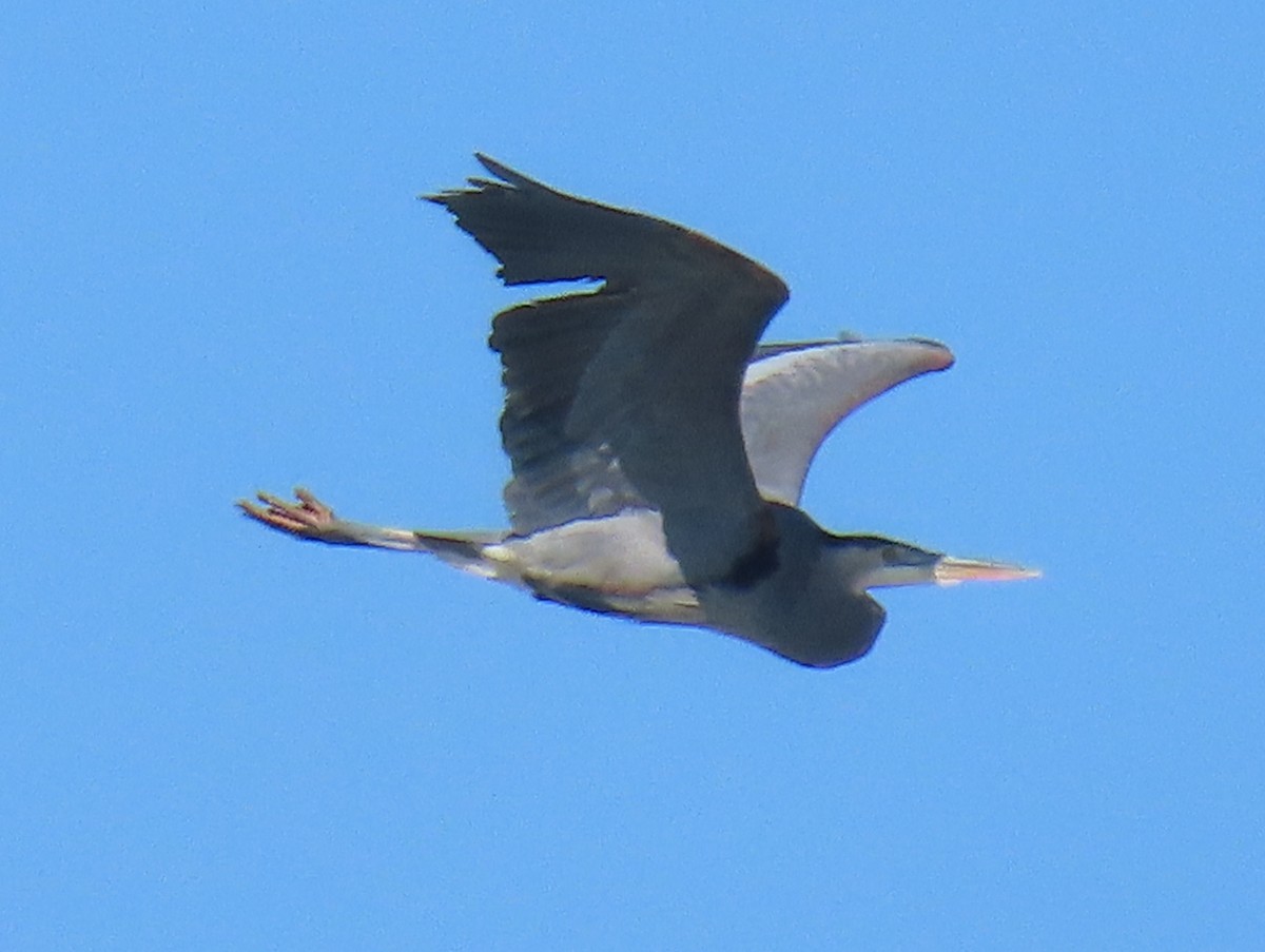 Great Blue Heron - Jim Proffitt