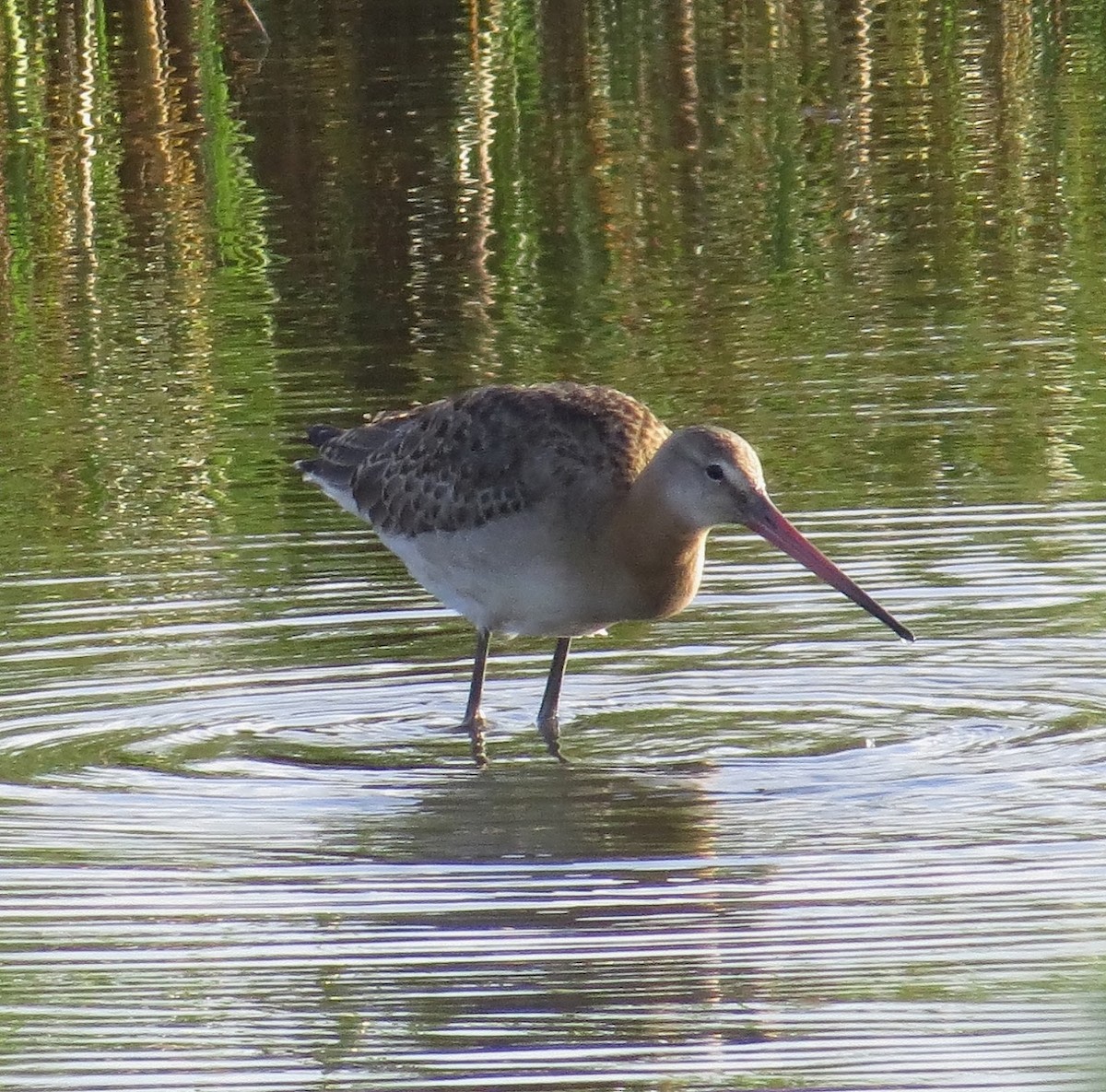 Black-tailed Godwit (limosa) - Andrew Collins