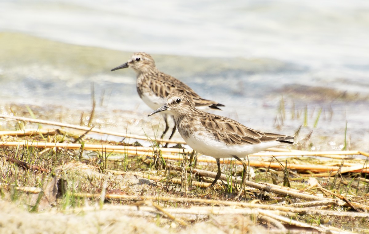 Least Sandpiper - ML615180337