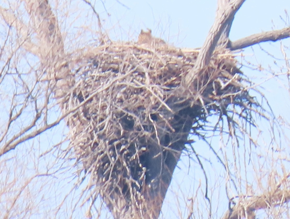 Great Horned Owl - ML615180338