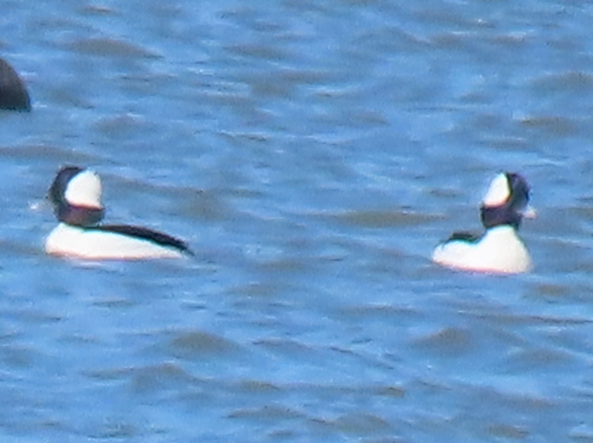 Bufflehead - ML615180347