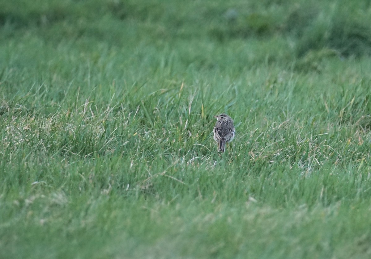 Richard's Pipit - Harry Coghill