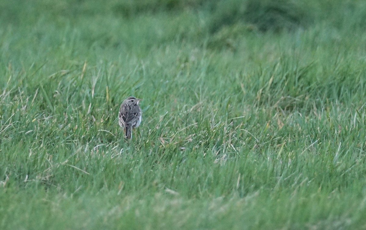 Richard's Pipit - Harry Coghill