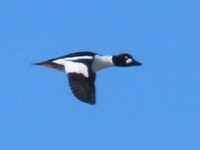 Common Goldeneye - ML615180363