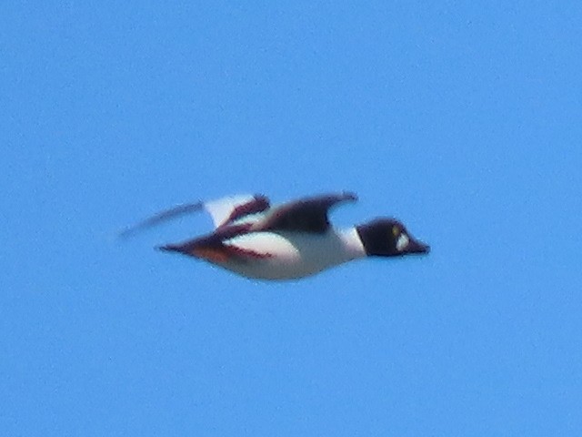 Common Goldeneye - ML615180365