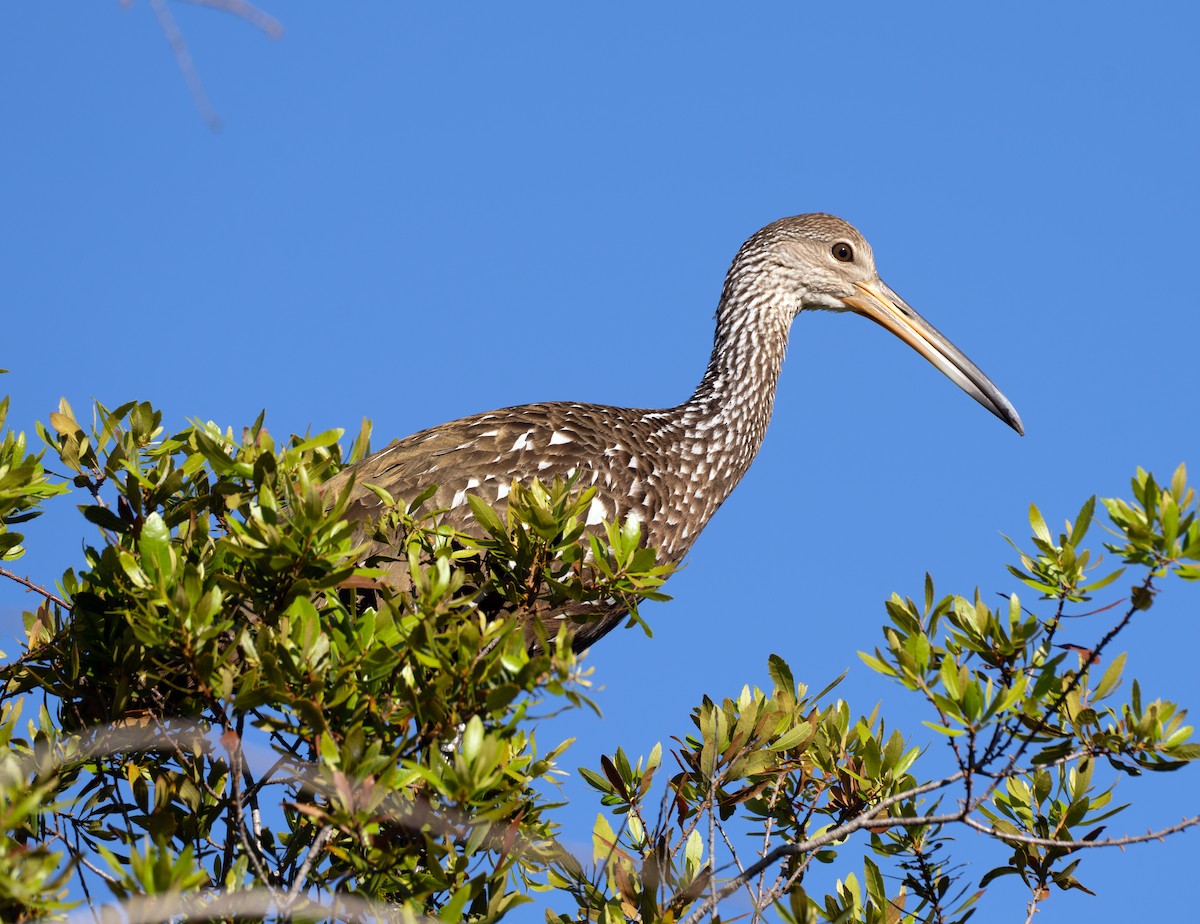 Limpkin - Scott Berglund