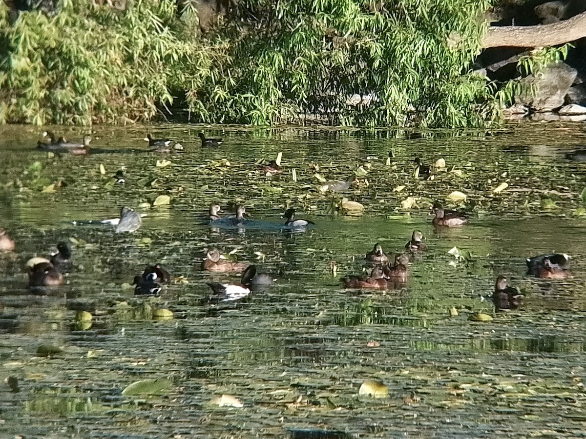 Ring-necked Duck - ML615180373