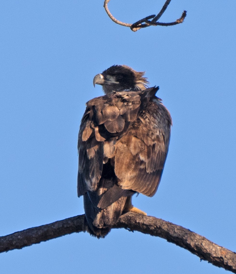 Bald Eagle - Scott Berglund