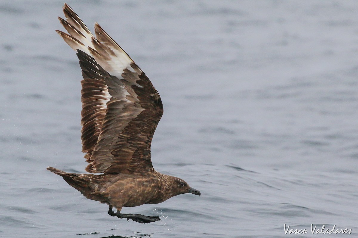 Great Skua - ML615180385