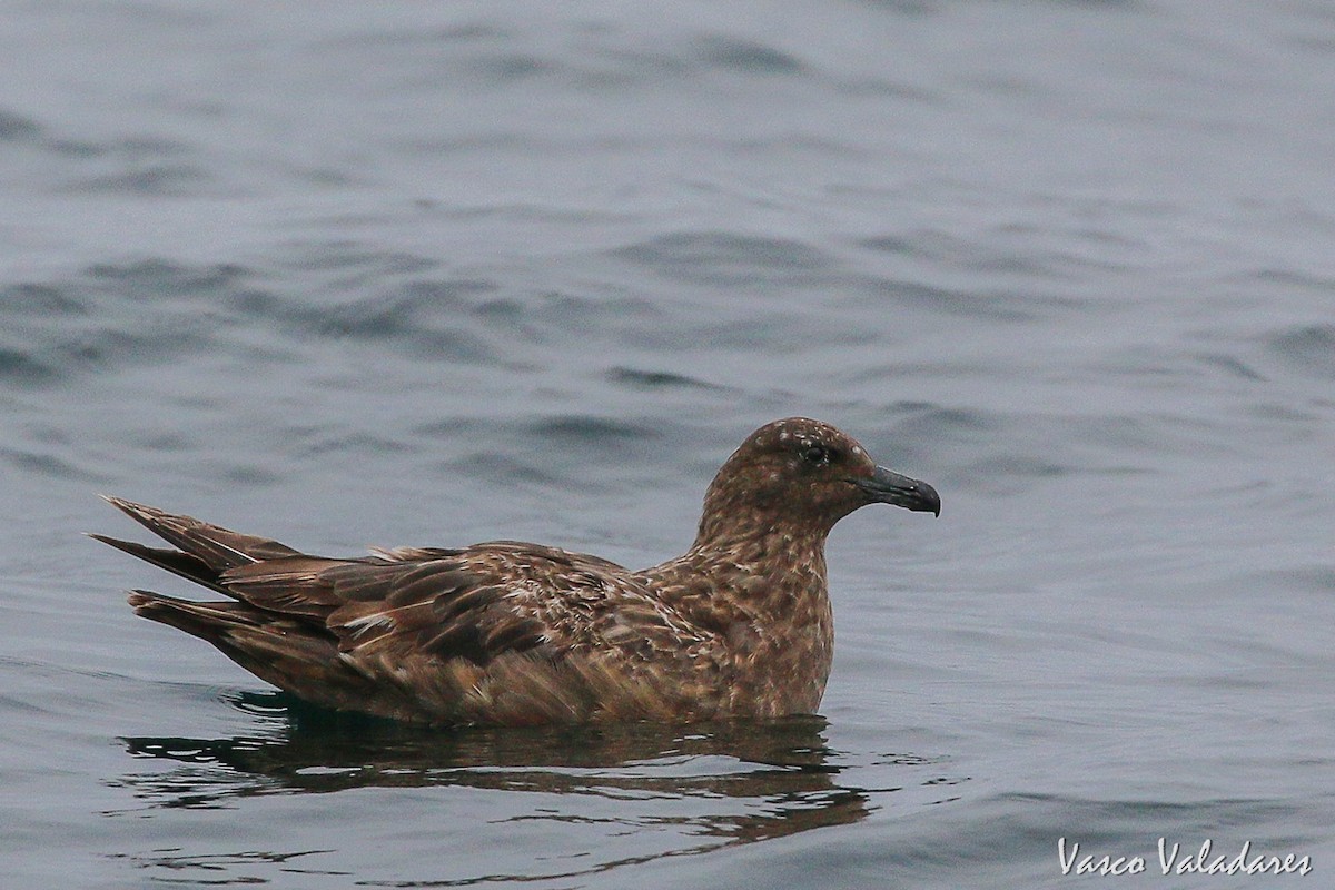 Great Skua - ML615180387