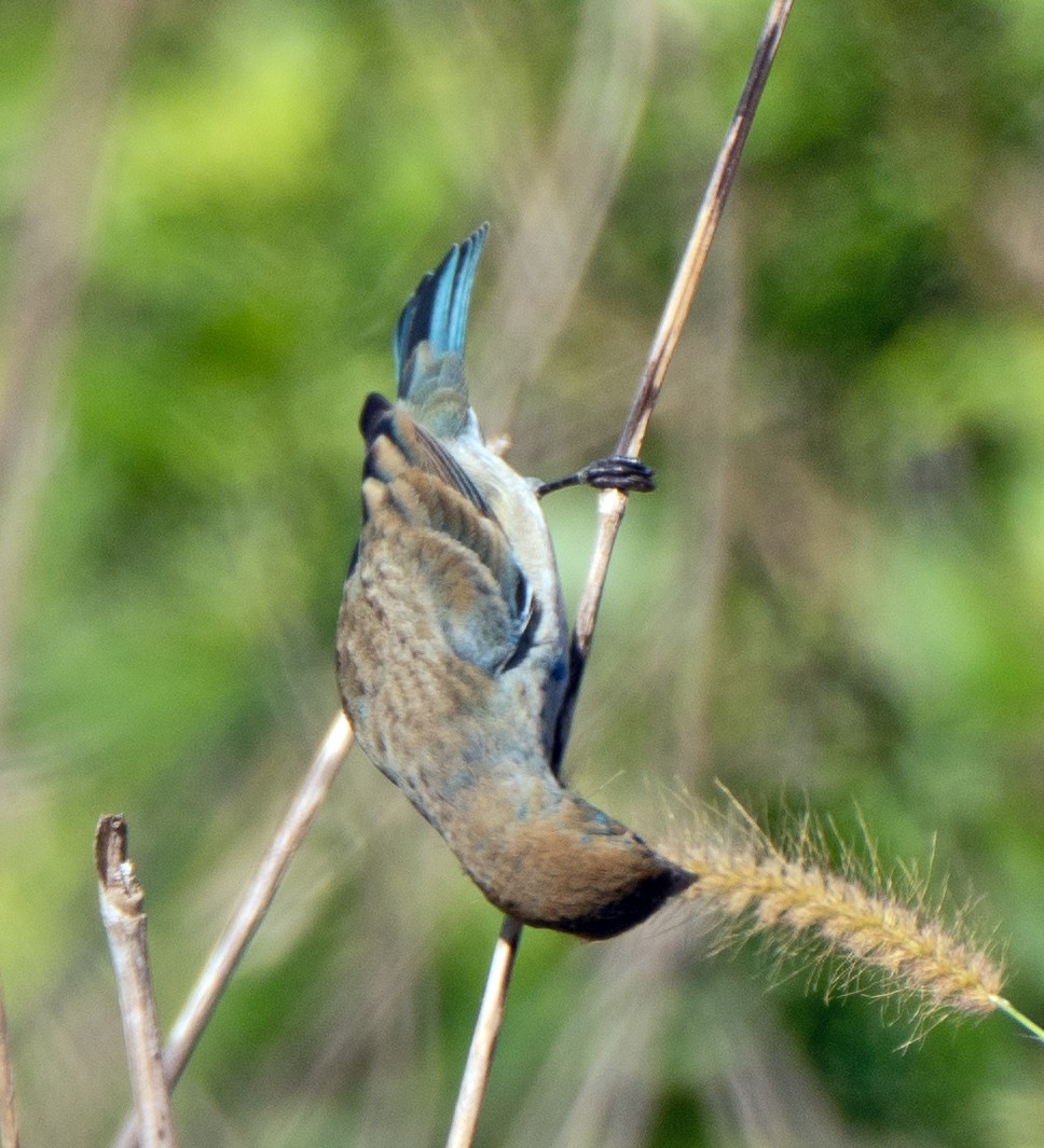 Indigo Bunting - Scott Berglund